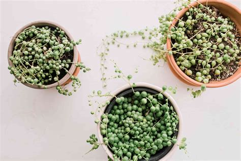 string of pearls seeds