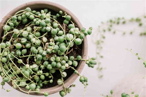 string of pearls succulent plant