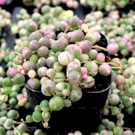 string of pearls variegated