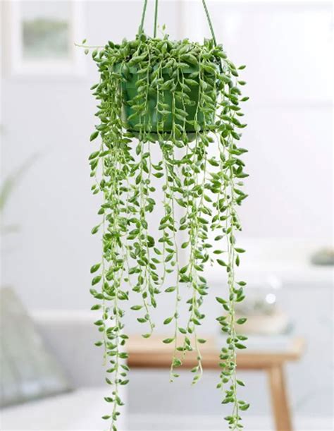 string of raindrops