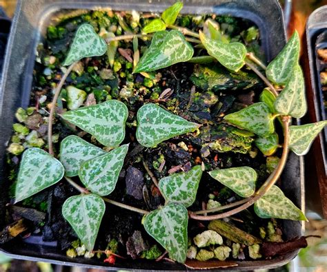 string of spades