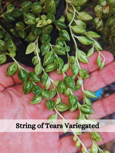 string of tears