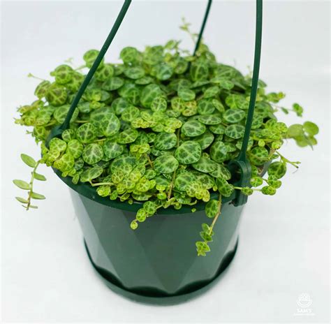 string of turtles for sale