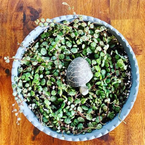 string of turtles propagation