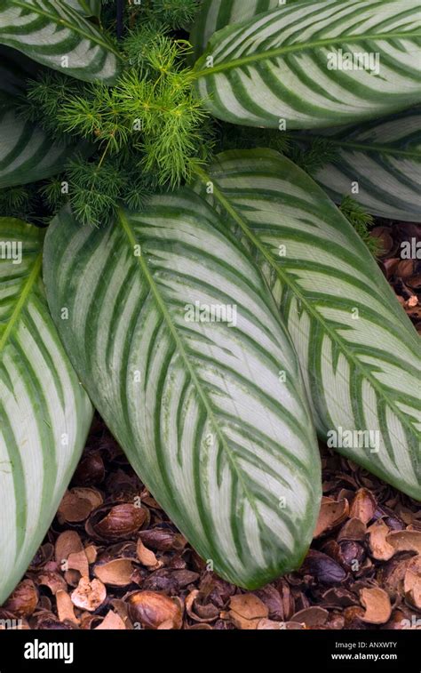 striped foliage plant