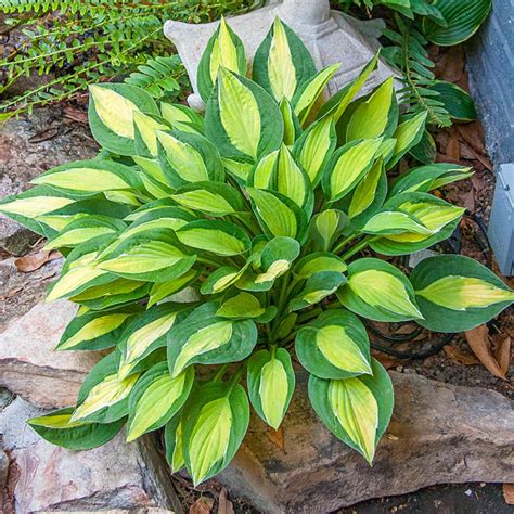 striptease hosta