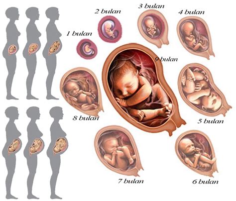 Struktur Tubuh Ibu Hamil