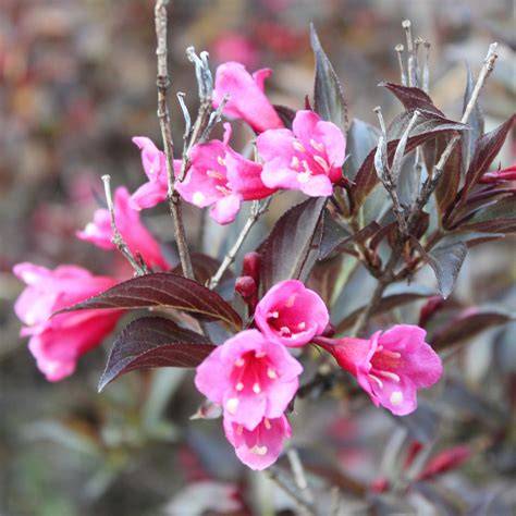 stunner weigela