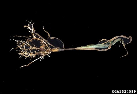 stunt nematode control