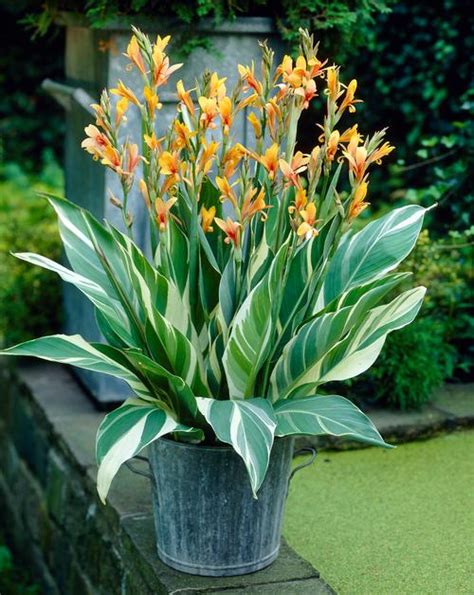 stuttgart canna lily