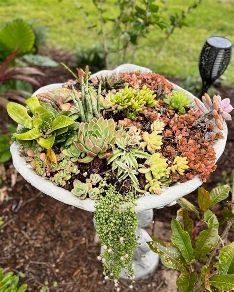 succulent bird bath