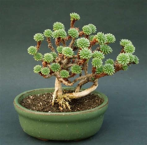 succulent bonsai