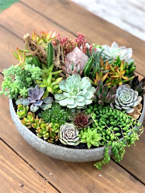 succulent bowl