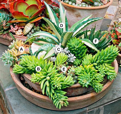 succulent care outdoors