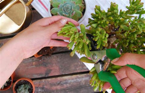 succulent cuttings care