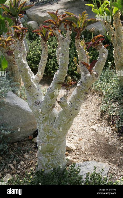 succulent grape