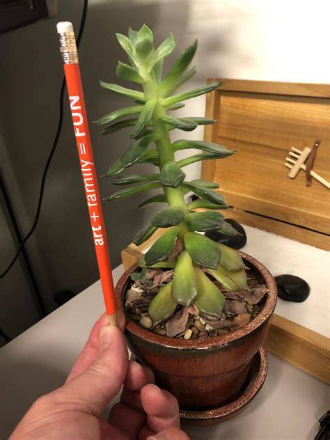 succulent growing tall