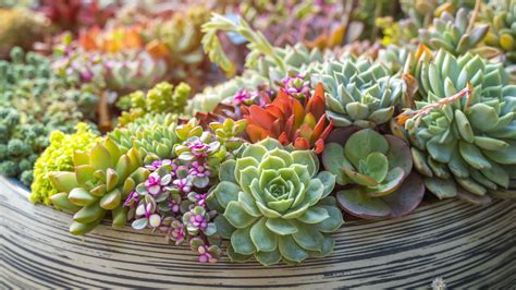 succulent house plants