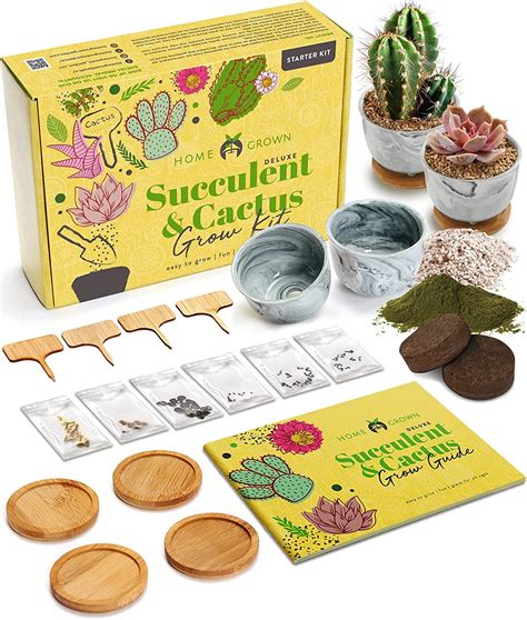 succulent kit
