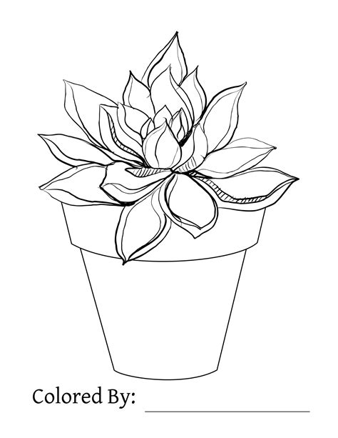 succulent plant coloring page