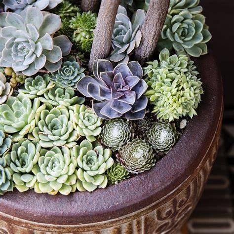 succulent plant containers