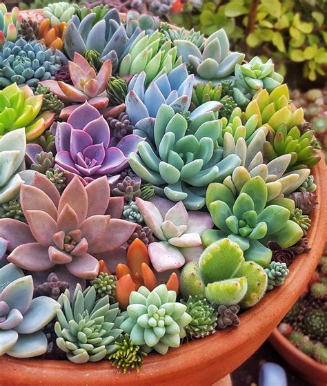 succulent plant mix