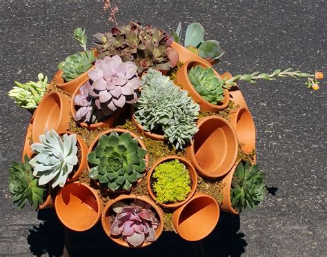 succulent pots