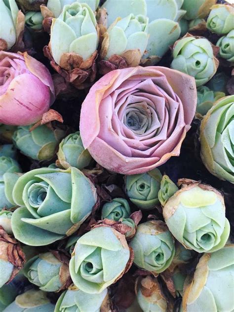 succulent roses