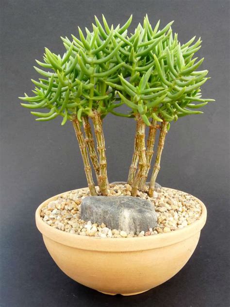 succulent that looks like a tree