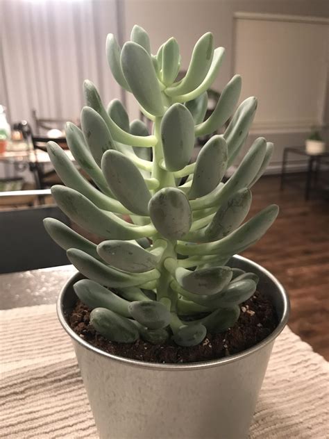 succulent trees