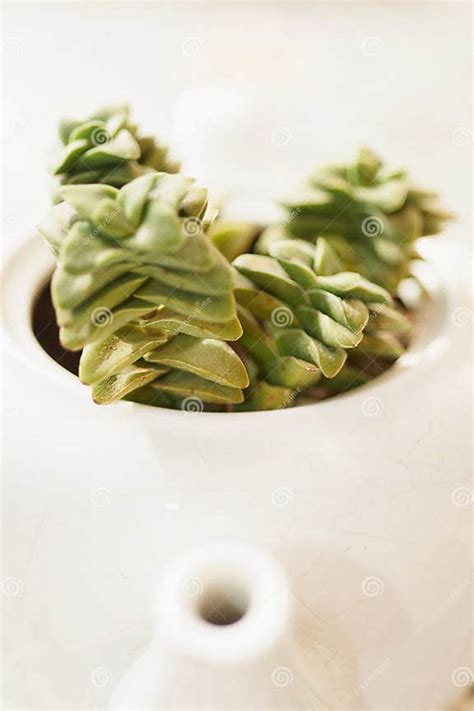 succulent turned white