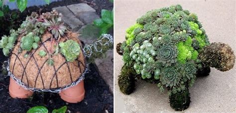 succulent turtle