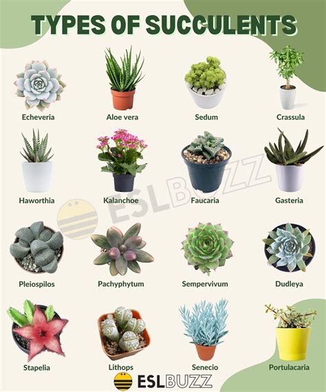 succulent types images
