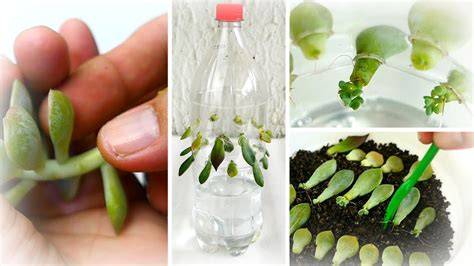 succulent water propagation