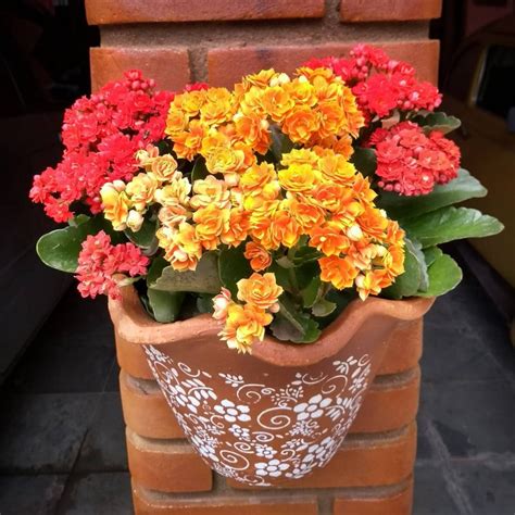 succulent with orange flowers