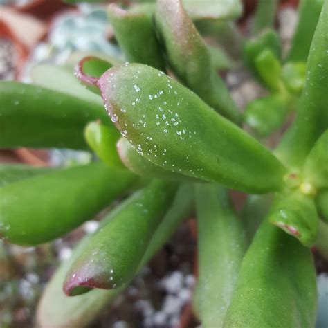 succulent with white spots