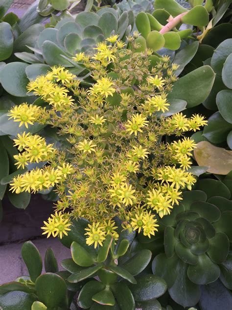 succulent with yellow flowers