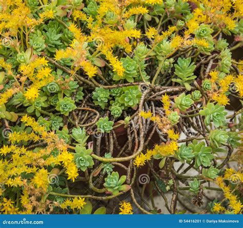 succulent with yellow flowers