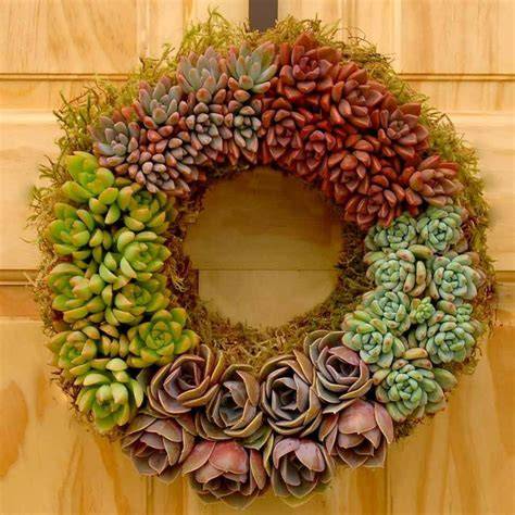 succulent wreaths