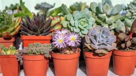 succulent