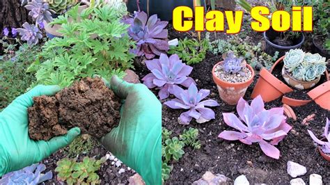 succulents clay soil