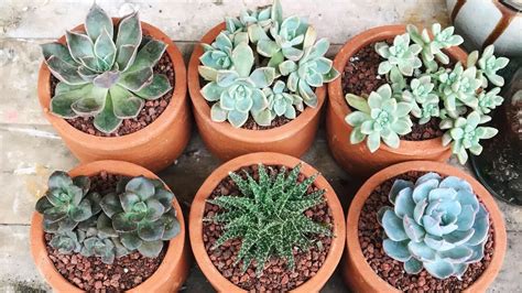 succulents for beginners
