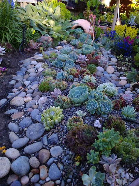 succulents in flower beds