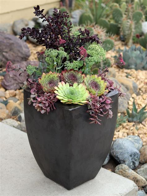 succulents in pots outdoors