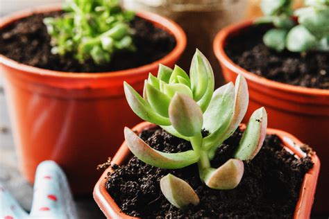 succulents need sun