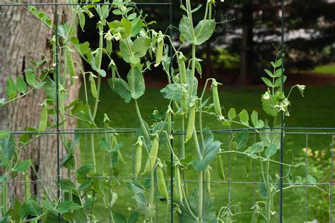 sugar snap peas companion plants
