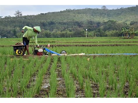 sumber daya manusia pertanian indonesia