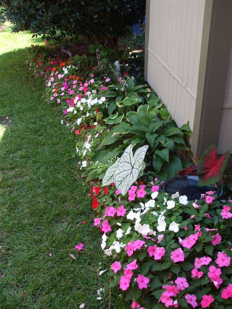 summer bedding plants for shade