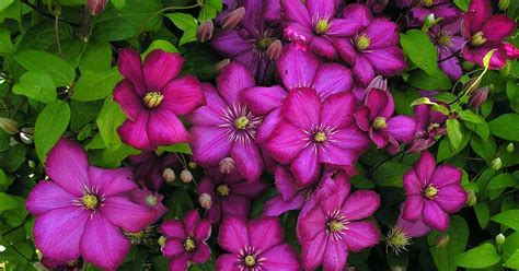 summer blooming clematis