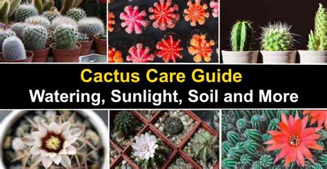 summer cactus care
